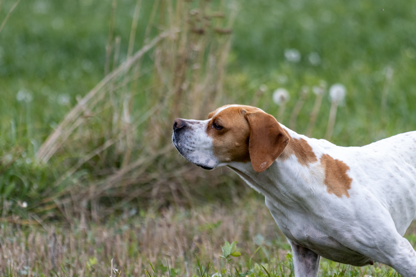 Pointer en exposition